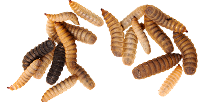 Processing insects into protein powder