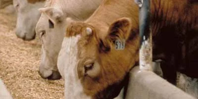 Feed Additives