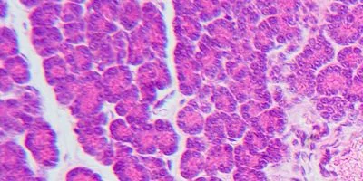 Cell Culture Media