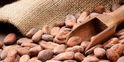 Cocoa