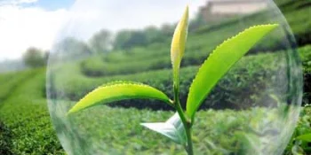 Crop Protection Agents