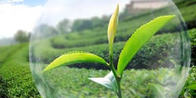 Crop Protection Agents