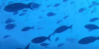 Fish Feed