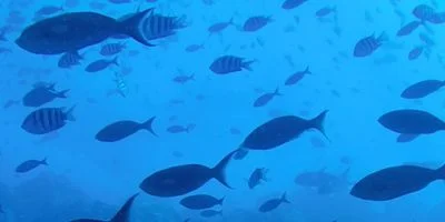 Fish Feed
