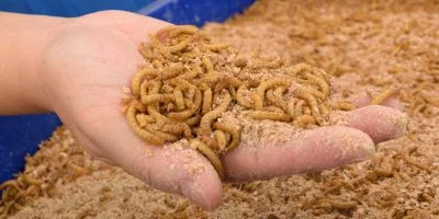 Insect Processing
