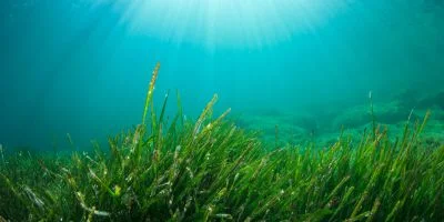 Marine Algae